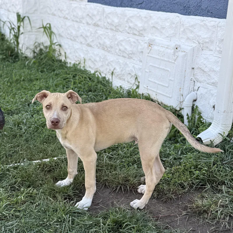 Otis