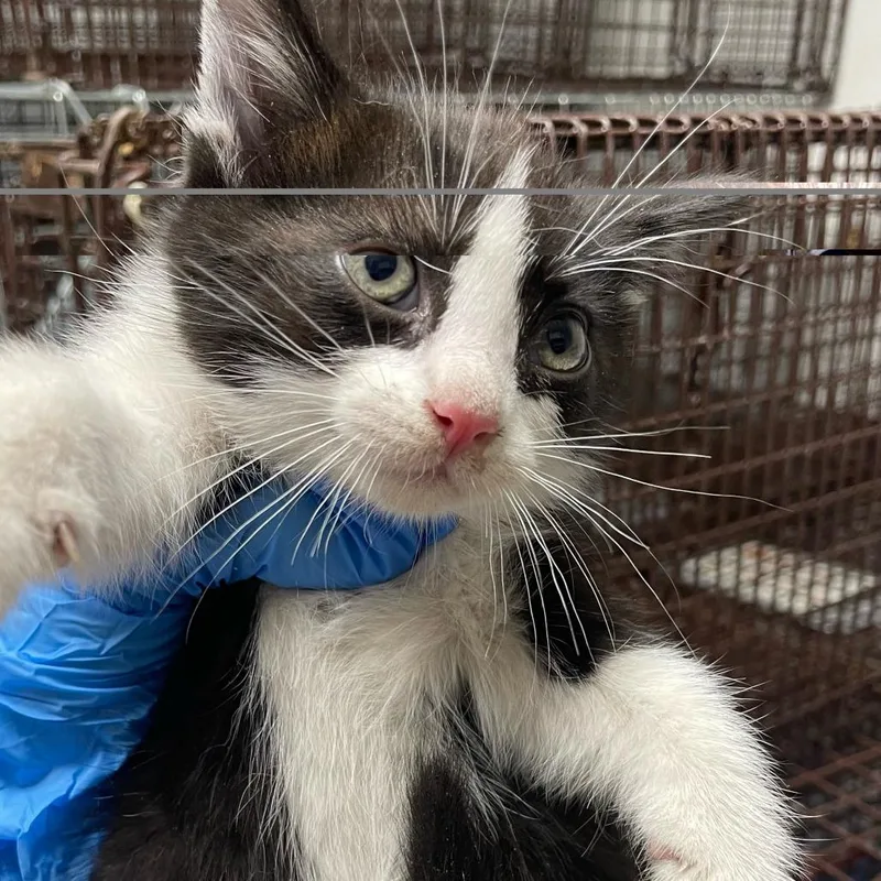 A baby small-sized male Black Domestic Short Hair cat named French Fry for adoption in Philadelphia, PA