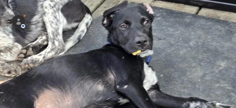 A baby medium-sized male Spaniel dog named Rocky for adoption in New York, NY
