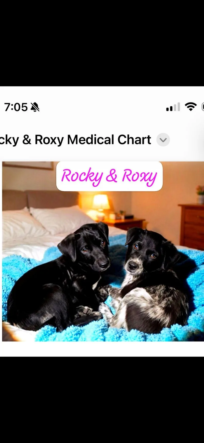 Rocky thumbnail 2