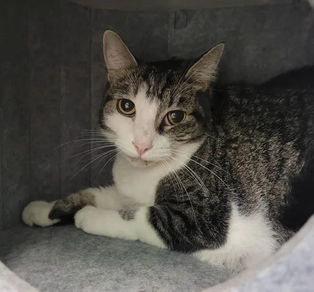 An adult medium-sized female Domestic Short Hair cat named Dixie for adoption in Sarasota, FL