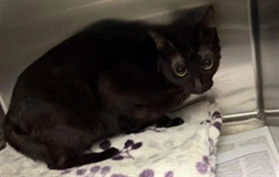 An adult large-sized female Domestic Short Hair cat named Nova for adoption in Los Angeles, CA