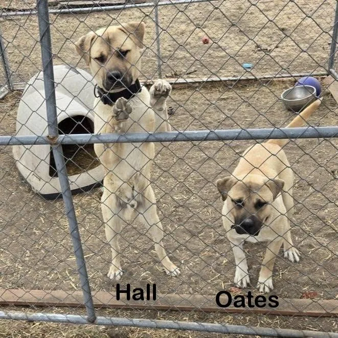 A young large-sized male Yellow / Tan / Blond / Fawn Black Mouth Cur dog named Oates for adoption in Thornton, CO