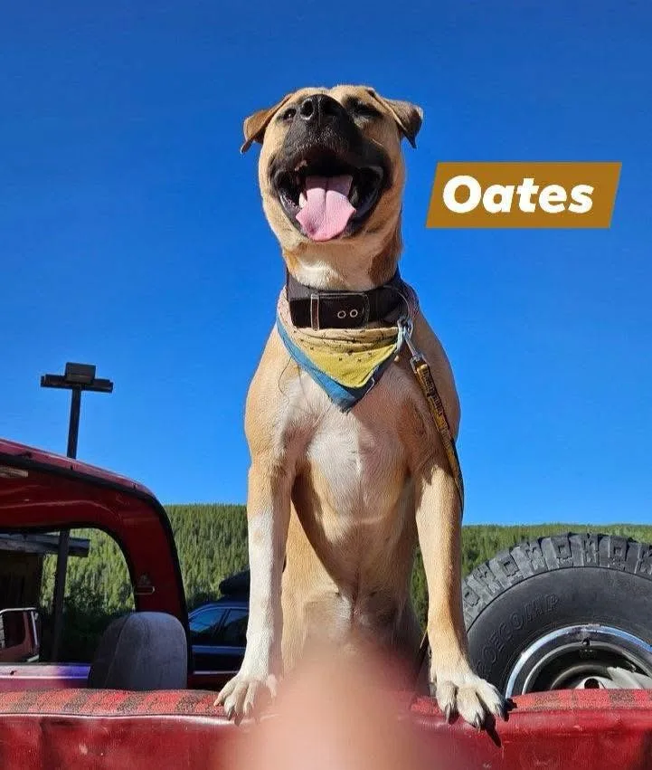 Oates thumbnail 2