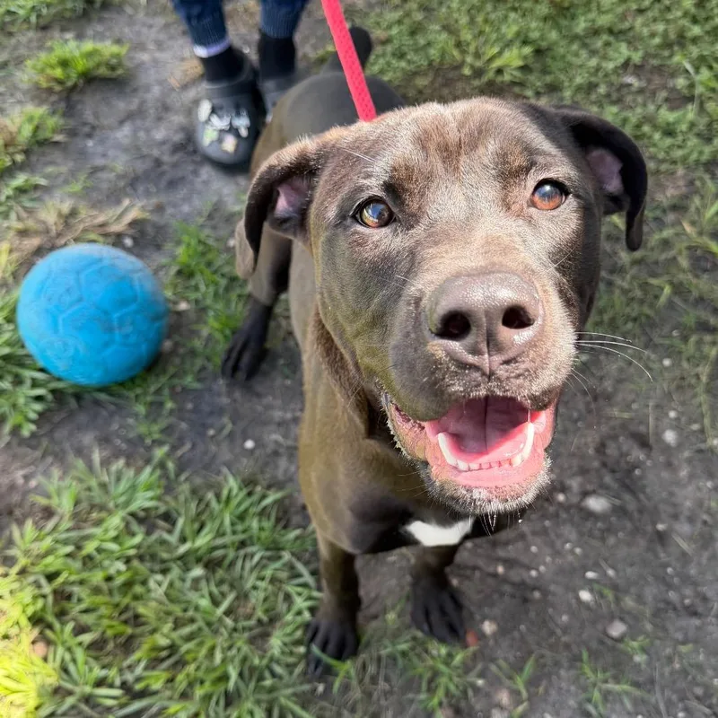 A young medium-sized male Black American Bulldog dog named Rocky for adoption in Tampa, FL