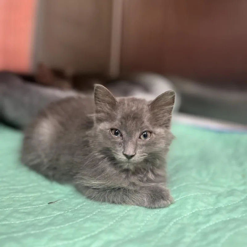 A baby small-sized male Gray / Blue / Silver Domestic Medium Hair cat named Leonard for adoption in Kyle, TX