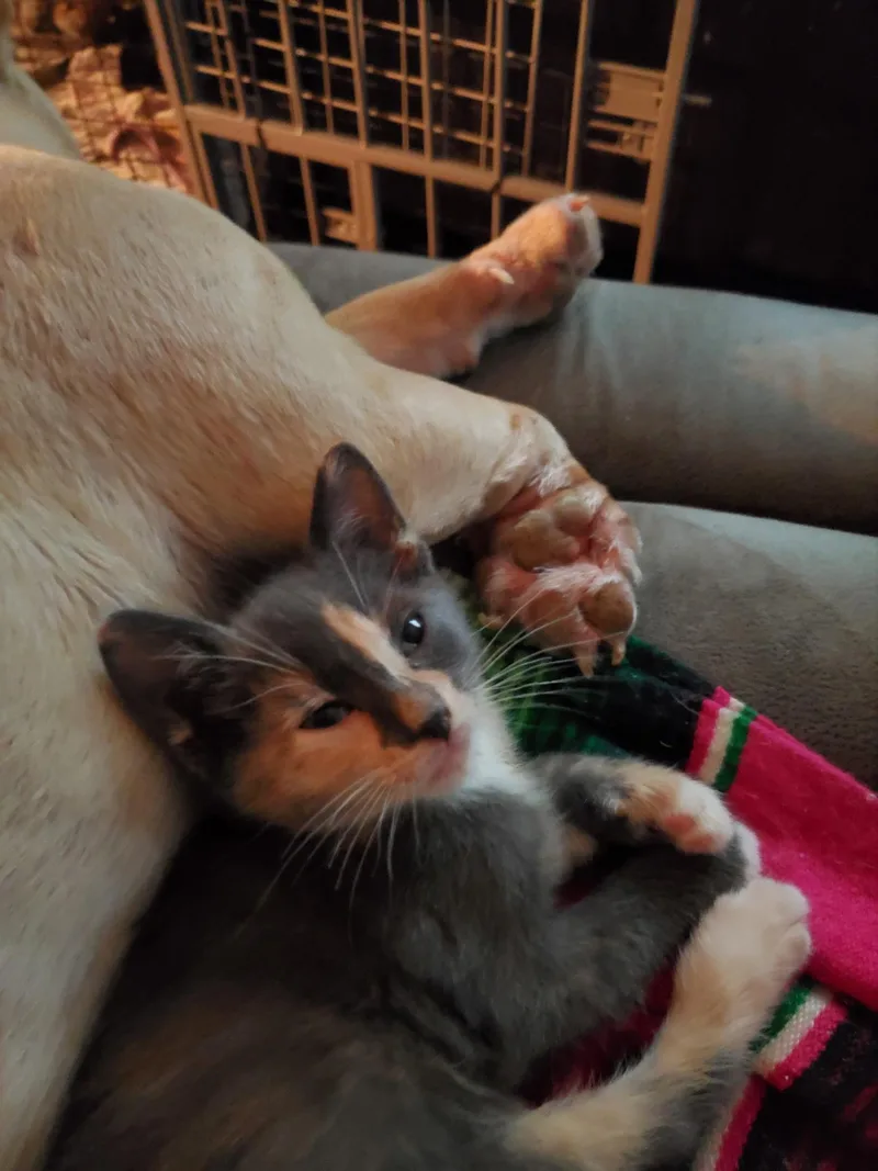 A baby small-sized female Domestic Short Hair cat named Solaria for adoption in Dixon, CA