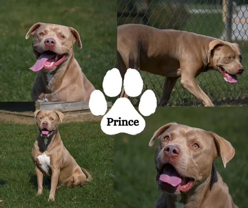 Prince