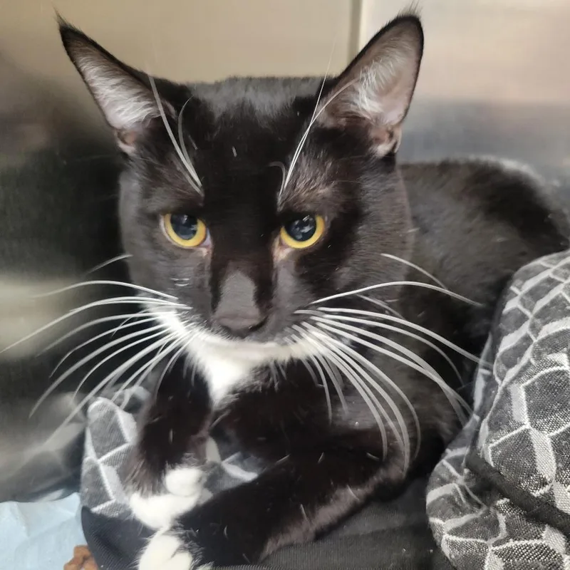 An adult large-sized male Black Domestic Short Hair cat named Bayou for adoption in Westminster, CA