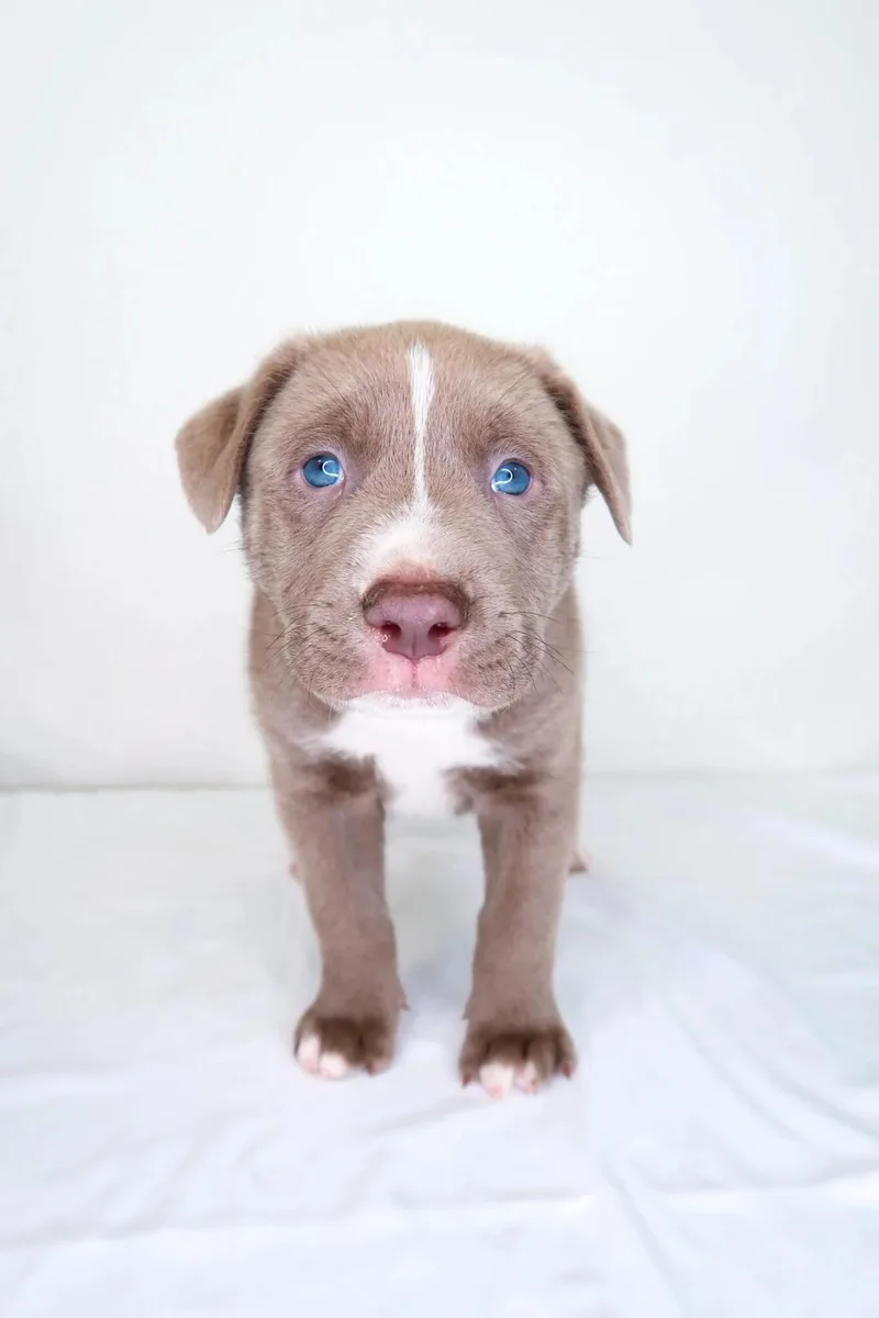 A baby medium-sized male Brown / Chocolate Pit Bull Terrier dog named Mango for adoption in Bixby, OK