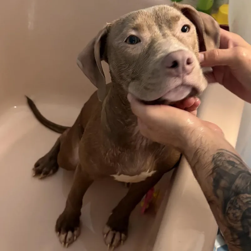 A young large-sized female Apricot / Beige Pit Bull Terrier dog named Chai for adoption in Medford, NJ
