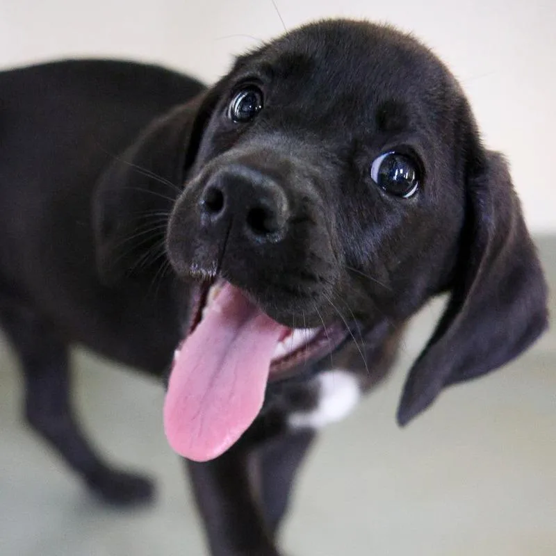 A baby medium-sized female Black Mixed Breed dog named Miss Maria for adoption in Bradenton, FL