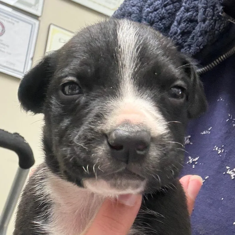 A baby medium-sized male Black Mixed Breed dog named Mason for adoption in Bentonville, AR