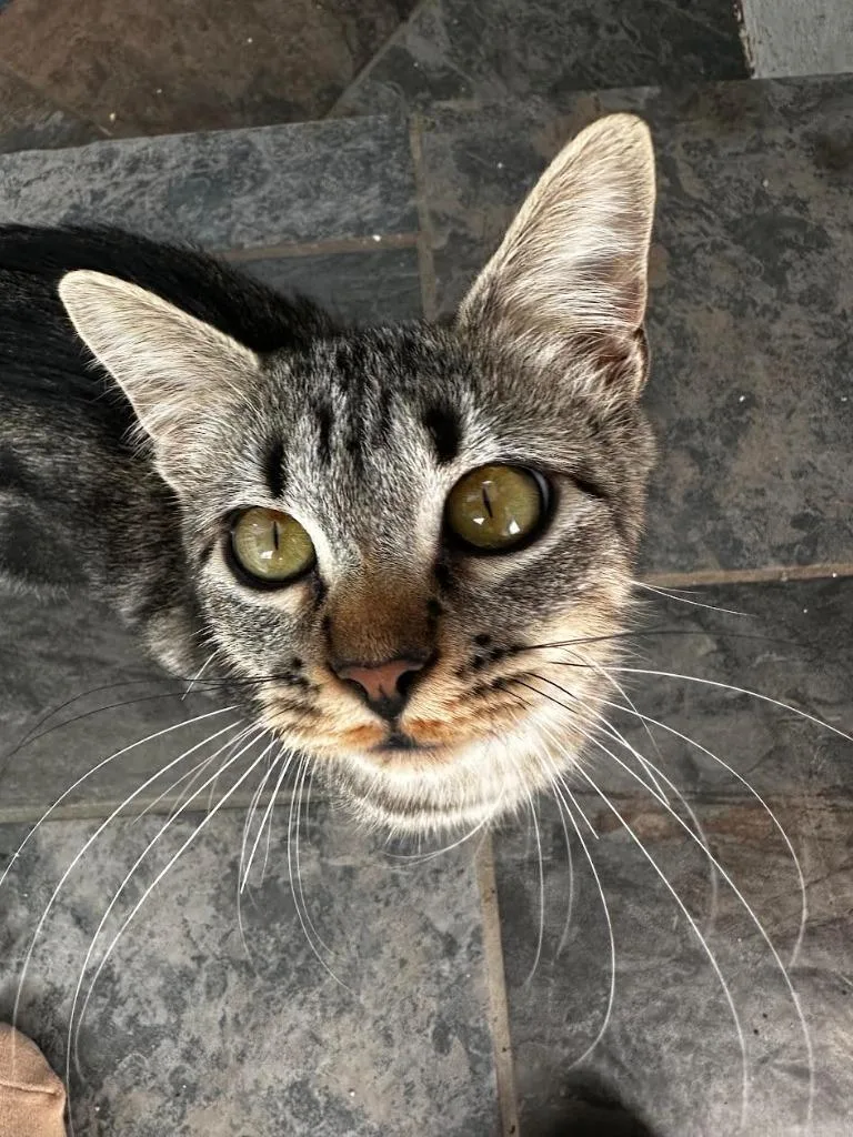 A baby medium-sized female Domestic Short Hair cat named Topaz for adoption in Salt Lake City, UT