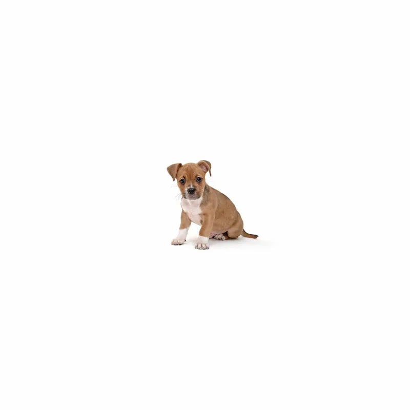 A baby large-sized male Brown / Chocolate Mixed Breed dog named Lamborghini for adoption in Playa Vista, CA