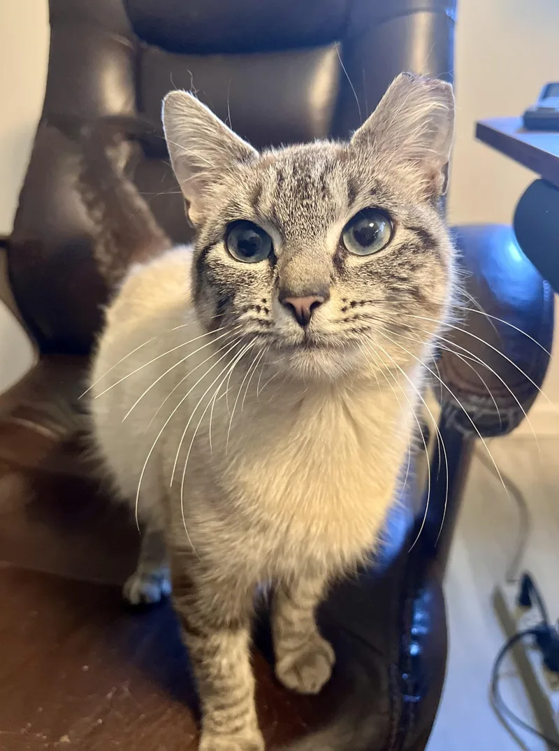 Emmi