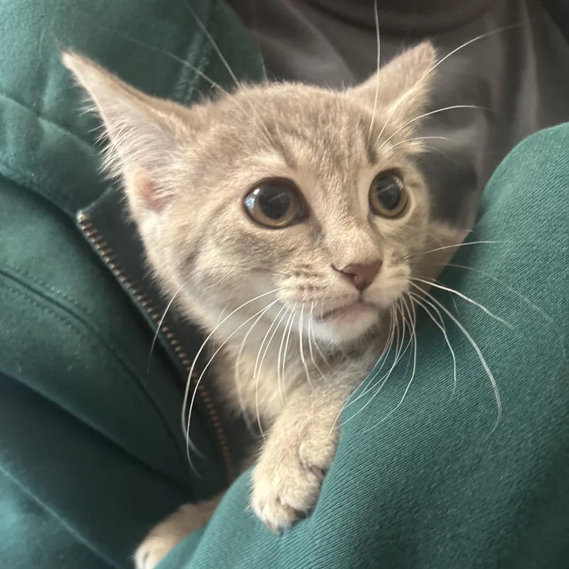 A baby small-sized female Gray / Blue / Silver Domestic Short Hair cat named Mazie for adoption in Tulsa, OK