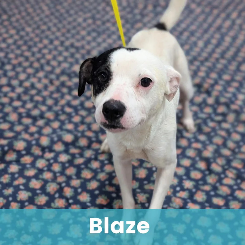 Blaze thumbnail 4
