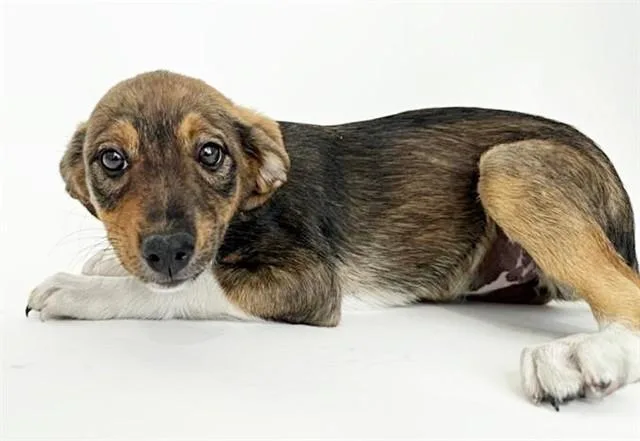 A baby small-sized female Terrier dog named Abra for adoption in Saint Louis, MO