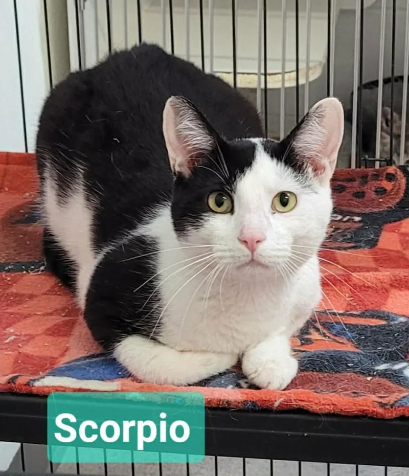 Scorpio