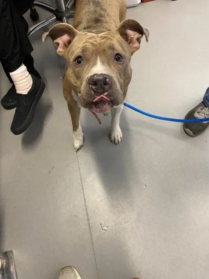 An adult medium-sized female Mixed Breed dog named Impala for adoption in West Chester, PA