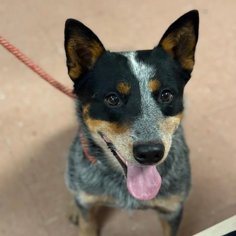 An adult medium-sized male Gray / Blue / Silver Australian Cattle Dog / Blue Heeler dog named Josey Wales for adoption in Fort Smith, AR