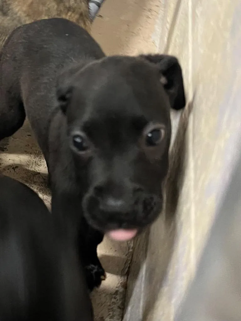 A baby medium-sized female Pit Bull Terrier dog named Sailor for adoption in Troy, OH