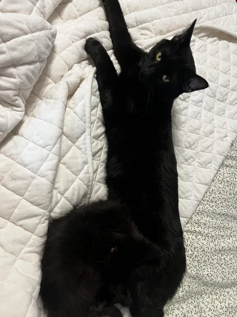 Poe