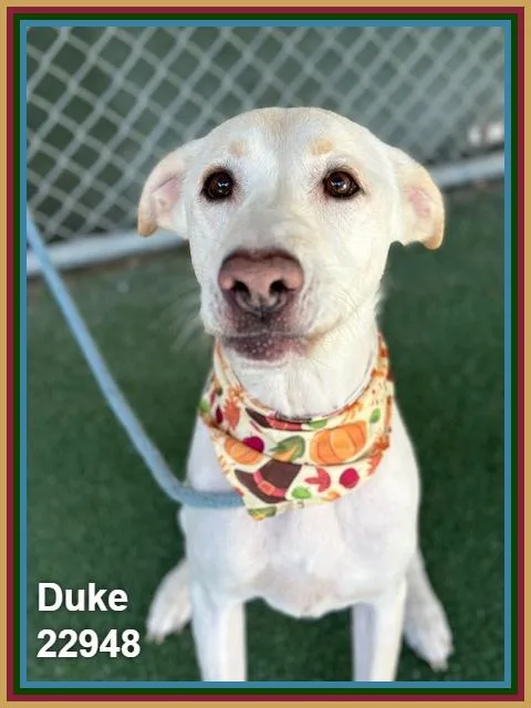 An adult medium-sized male Labrador Retriever dog named Duke for adoption in Marietta, GA