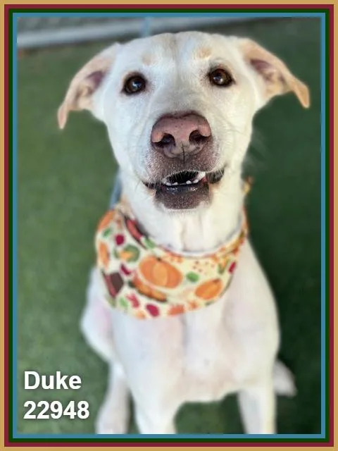 Duke thumbnail 2