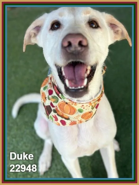 Duke thumbnail 3