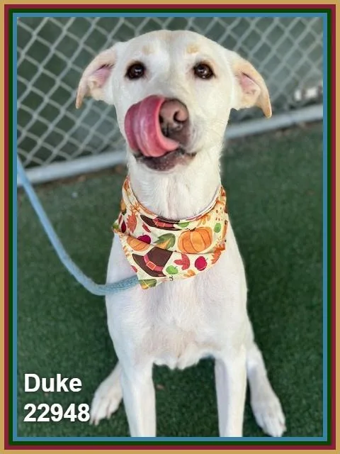 Duke thumbnail 4