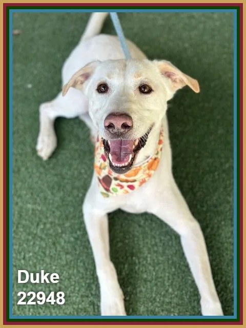 Duke thumbnail 5