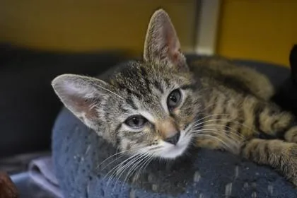 A young medium-sized male Domestic Short Hair cat named Armbar for adoption in Kansas City, MO