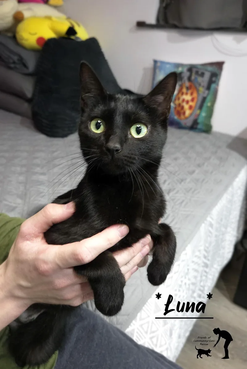 A young medium-sized female Black Domestic Short Hair cat named Luna for adoption in Centerville, UT
