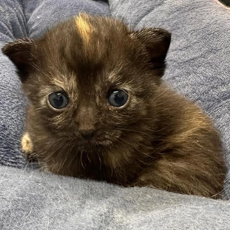 A baby small-sized female Black Domestic Short Hair cat named Lunar for adoption in Mount Vernon, IN