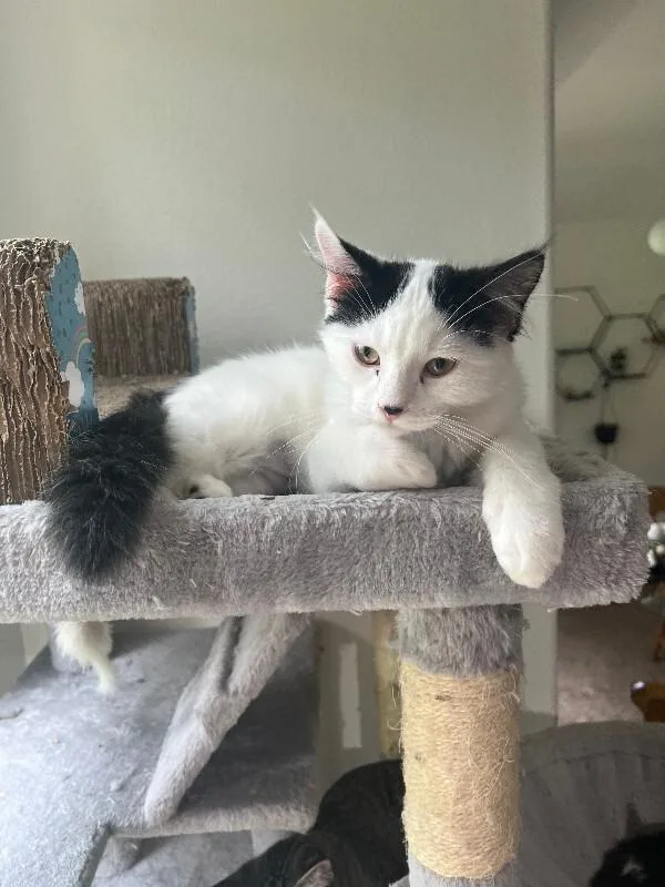 A young medium-sized male White Domestic Long Hair cat named Skippy John Jones for adoption in Fort Collins, CO