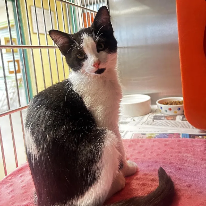 A baby small-sized male Domestic Short Hair cat named Patches for adoption in Waukesha, WI