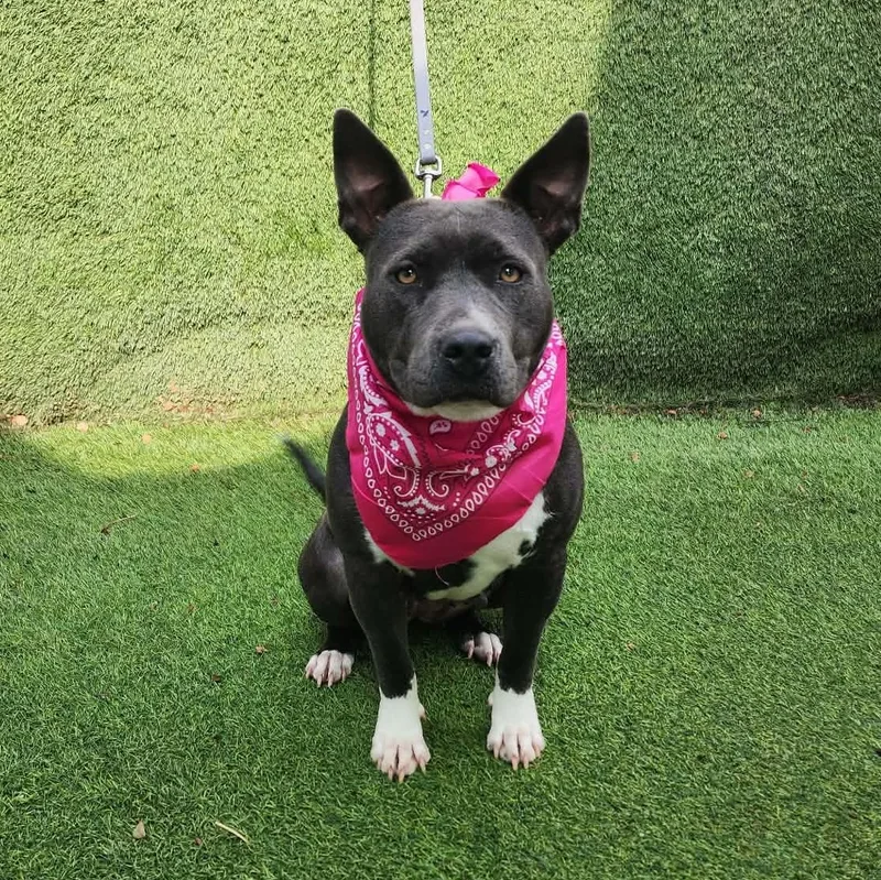 An adult medium-sized female Gray / Blue / Silver American Staffordshire Terrier dog named Lucy for adoption in Oak Point, TX