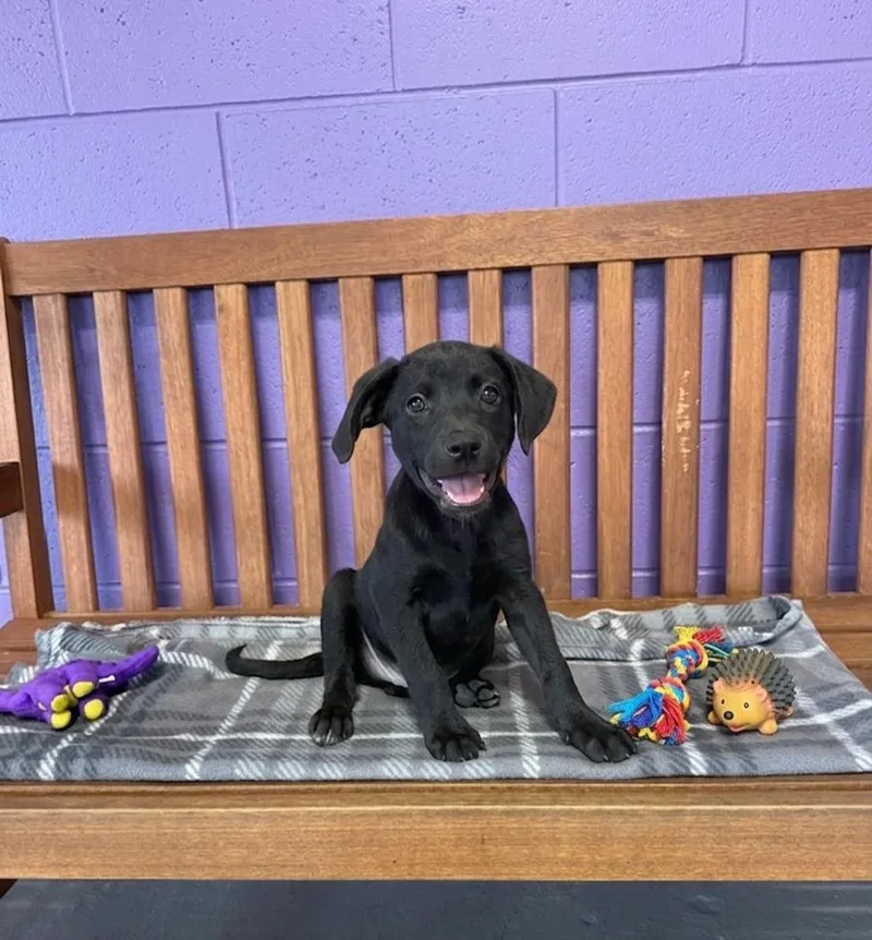 A baby medium-sized male Labrador Retriever dog named Dexter for adoption in North Prairie, WI