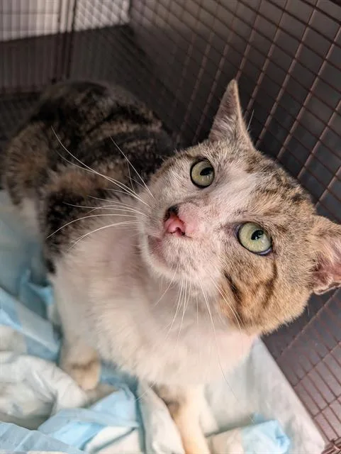 A young medium-sized male Domestic Short Hair cat named Bentley for adoption in San Antonio, TX