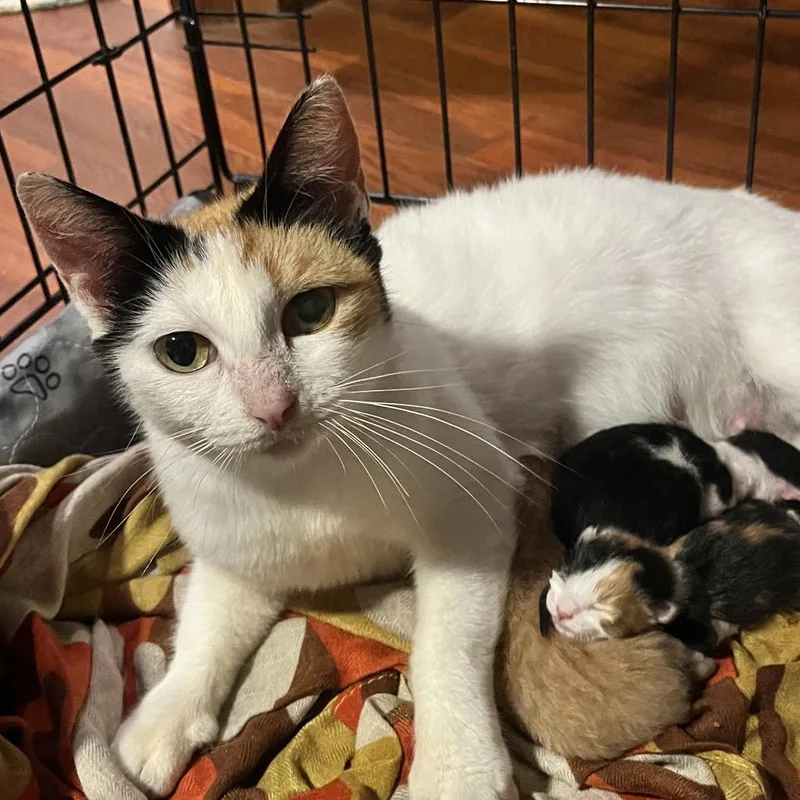 Mama Dee thumbnail 2