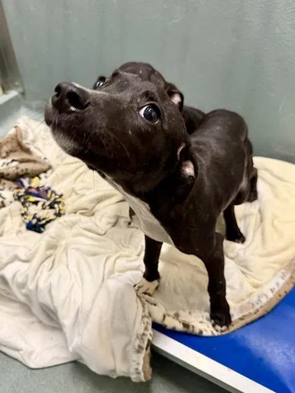 A baby small-sized male Pit Bull Terrier dog named Tommy Pickies for adoption in New Orleans, LA