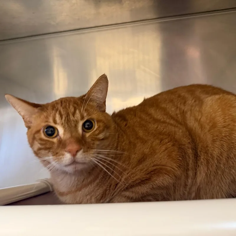 An adult medium-sized female Orange / Red Domestic Short Hair cat named Montstray for adoption in Perkiomenville, PA