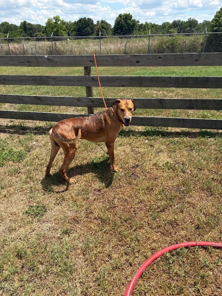 A young extra large-sized male Terrier dog named Scooby Doo for adoption in Wauchula, FL