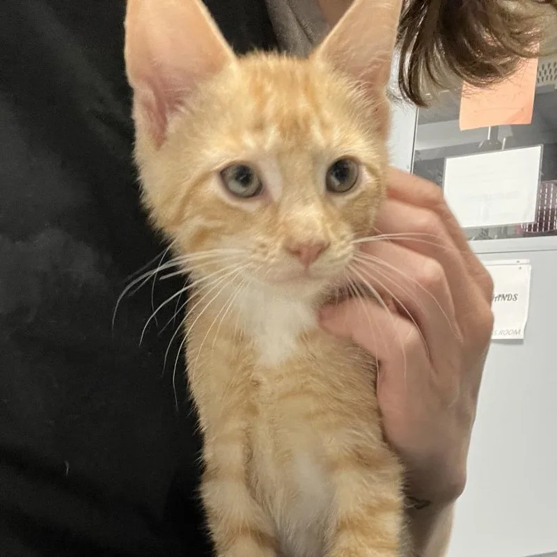 A baby small-sized male Orange / Red Domestic Short Hair cat named Melon for adoption in Oneonta, NY