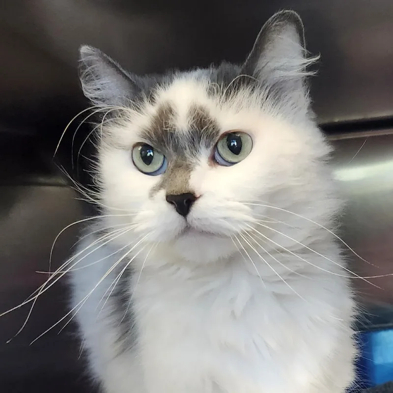 An adult medium-sized female Domestic Medium Hair cat named Olivia for adoption in Columbia Station, OH