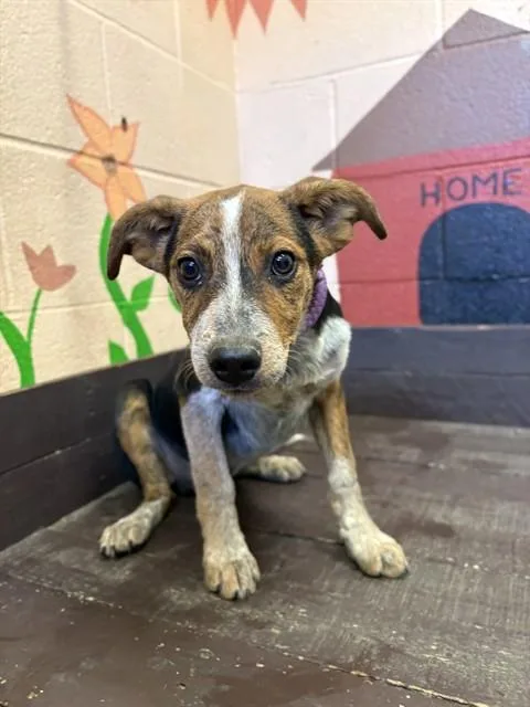 A baby small-sized male German Shepherd Dog dog named Lobster for adoption in Castaic, CA
