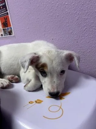 A baby small-sized male White / Cream Mixed Breed dog named 61384840 for adoption in El Paso, TX