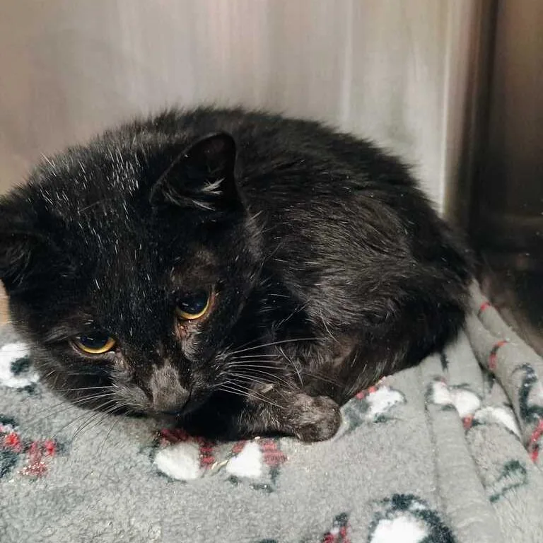 An adult medium-sized female Black Domestic Short Hair cat named Printer Paper for adoption in Davenport, IA
